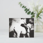 Carte Postale Dressage (Debout devant)