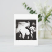 Carte Postale Dressage (Debout devant)