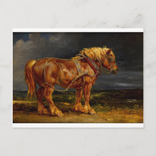 Carte Postale Dressage Show Horse