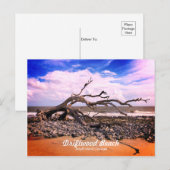 Carte Postale Driftwood Beach Jekyll Island Géorgie (Devant / Derrière)