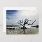 Carte Postale Driftwood Beach Jekyll Island Géorgie (Devant / Derrière)