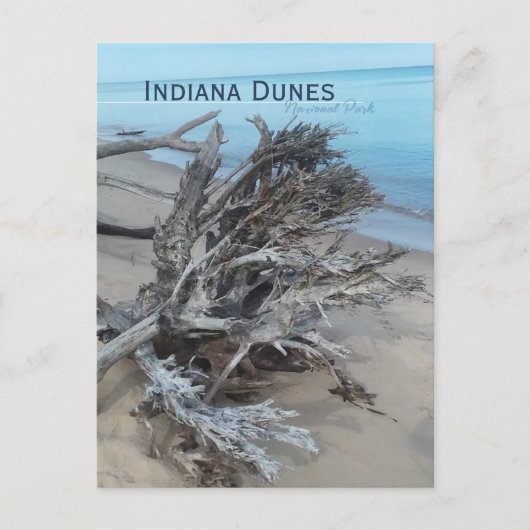 Carte Postale Driftwood Indiana Dunes National Park Magnet (Devant)