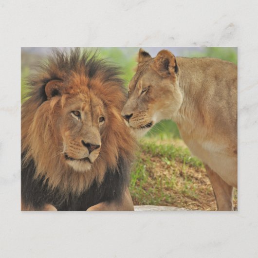 Carte Postale droit (Devant)