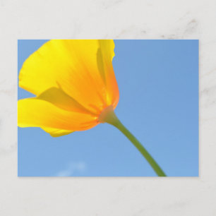Carte Postale Droit d'attraction