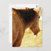 Carte Postale Drôle Buckskin (Devant / Derrière)