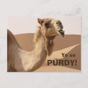Carte Postale Drôle Camel Purdy Photo