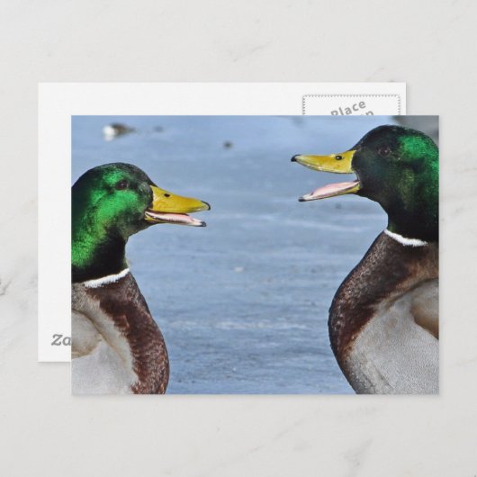 Carte Postale Drôle Canards (Devant / Derrière)