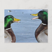 Carte Postale Drôle Canards (Devant)