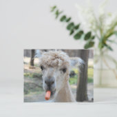 Carte Postale Drôle chameau (Debout devant)