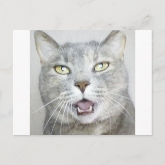 Carte Postale drôle chat gris moelleux hilarant bouche ouverte m (Devant)