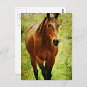 Carte Postale Drôle Cheval (Devant / Derrière)