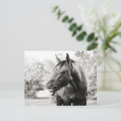 Carte Postale Drôle Cheval de Rire (Debout devant)