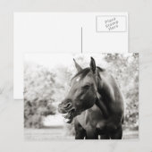 Carte Postale Drôle Cheval de Rire (Devant / Derrière)