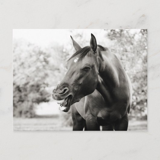Carte Postale Drôle Cheval de Rire (Devant)
