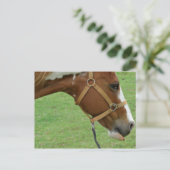 Carte Postale Drôle Cheval Flashy (Debout devant)