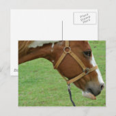 Carte Postale Drôle Cheval Flashy (Devant / Derrière)