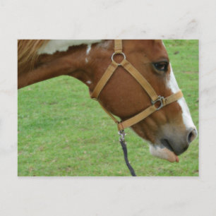 Carte Postale Drôle Cheval Flashy