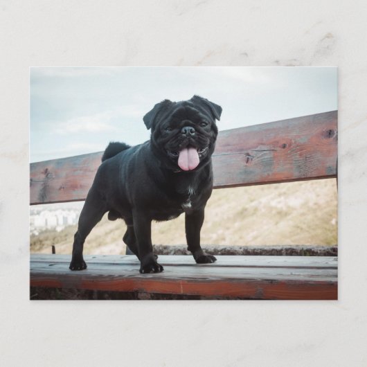 Carte Postale Drôle chien de carlin (Devant)