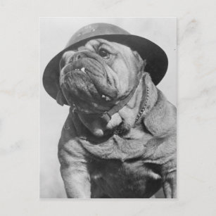 Carte Postale Drôle chien Vintage portant un casque militaire