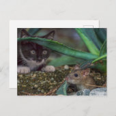 Carte postale drôle de chat et de souris (Devant / Derrière)