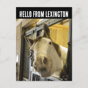CARTE POSTALE DRÔLE DE CHEVAL Souriant LEXINGTON K