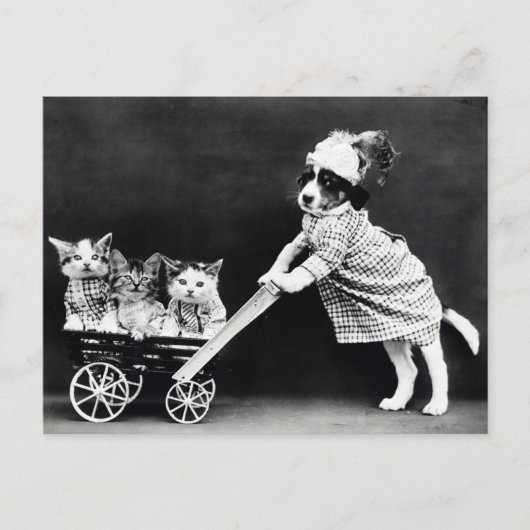 Carte postale drôle de chiot et de chatons | Resta (Devant)