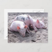 Carte postale drôle de porc (Devant / Derrière)