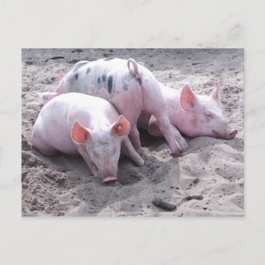 Carte postale drôle de porc (Devant)