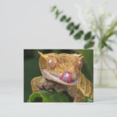Carte Postale Drôle GECKO Licking his Lips POSTCARD (Debout devant)