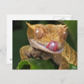 Carte Postale Drôle GECKO Licking his Lips POSTCARD (Devant / Derrière)