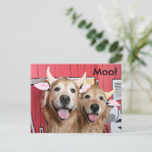 Carte Postale Drôle Golden Retrivers en costumes de vache Hallow (Debout devant)