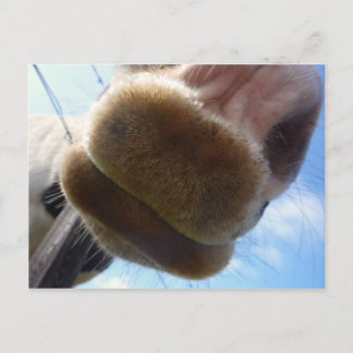 Carte postale Drôle Horse