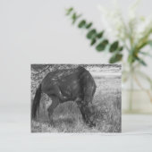Carte postale Drôle Horse (Debout devant)