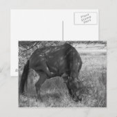 Carte postale Drôle Horse (Devant / Derrière)