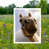 Carte Postale Drôle Horse Closeup, Cheval Hello