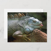 Carte Postale Drôle Iguana (Devant / Derrière)