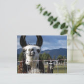 Carte Postale Drôle Llama souriante dans le sud de l'Oregon (Debout devant)