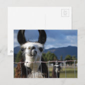 Carte Postale Drôle Llama souriante dans le sud de l'Oregon (Devant / Derrière)