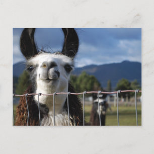 Carte Postale Drôle Llama souriante dans le sud de l'Oregon