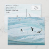 Carte Postale Drôle Merci des pingouins (Devant / Derrière)