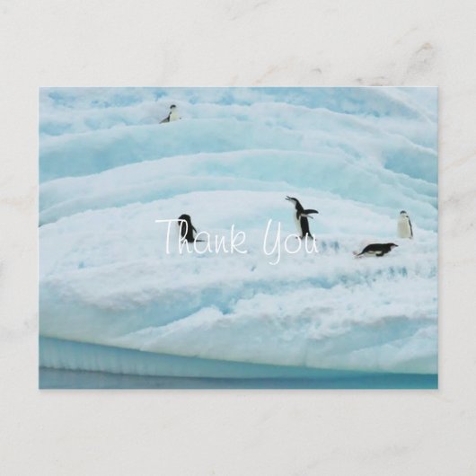 Carte Postale Drôle Merci des pingouins (Devant)