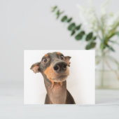 Carte Postale Drôle mignon Doberman Chien Chien Chien Chien (Debout devant)