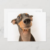 Carte Postale Drôle mignon Doberman Chien Chien Chien Chien (Devant / Derrière)