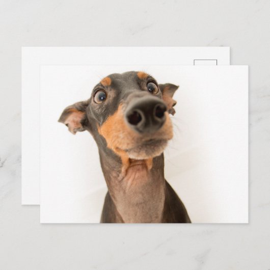 Carte Postale Drôle mignon Doberman Chien Chien Chien Chien (Devant / Derrière)