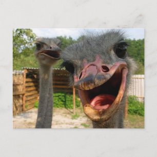 Carte Postale Drôle Ostrich Bird Photo What's Up