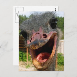 Carte Postale Drôle Ostrich Bird Photo What's Up