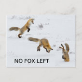 Carte Postale Drôle "Pas de Fox à gauche" (Devant)