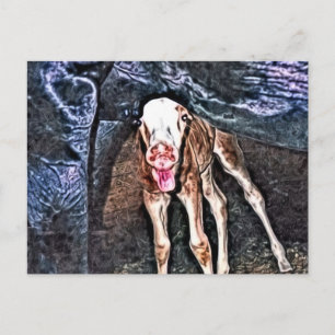Carte Postale Drôle poulain nouveau-né