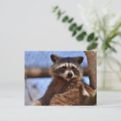Carte Postale Drôle Raccoon Sticking It's Tongue Out (Debout devant)