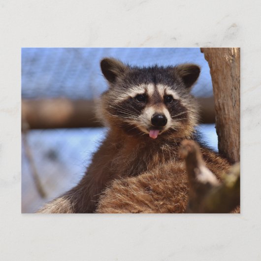 Carte Postale Drôle Raccoon Sticking It's Tongue Out (Devant)